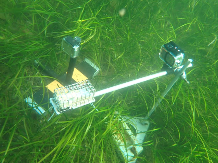 Green seagrass meadow, underwater camera kit on seabed