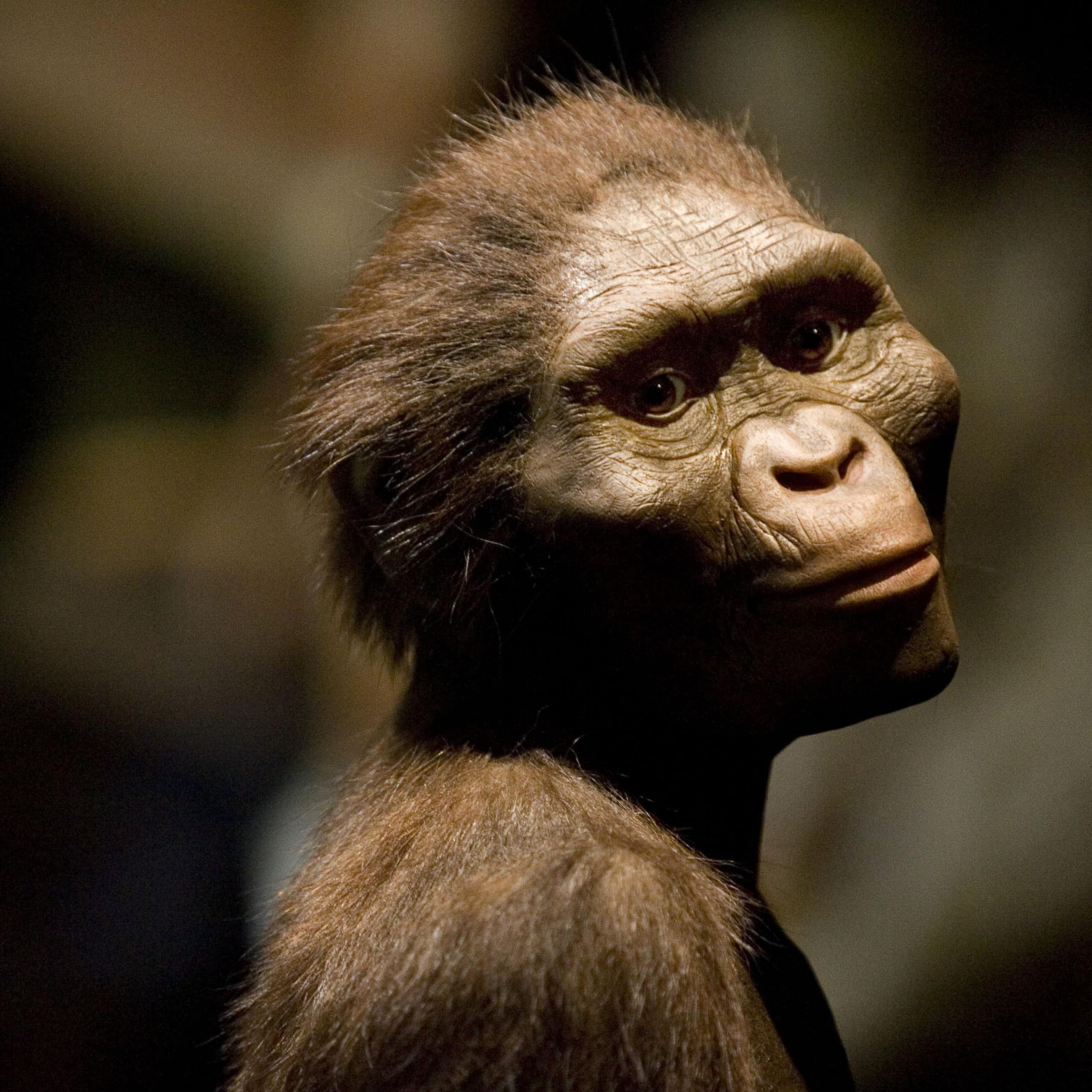 A sculpted head of an ape-like creature with its head angled to the side, gazing off into the distance.