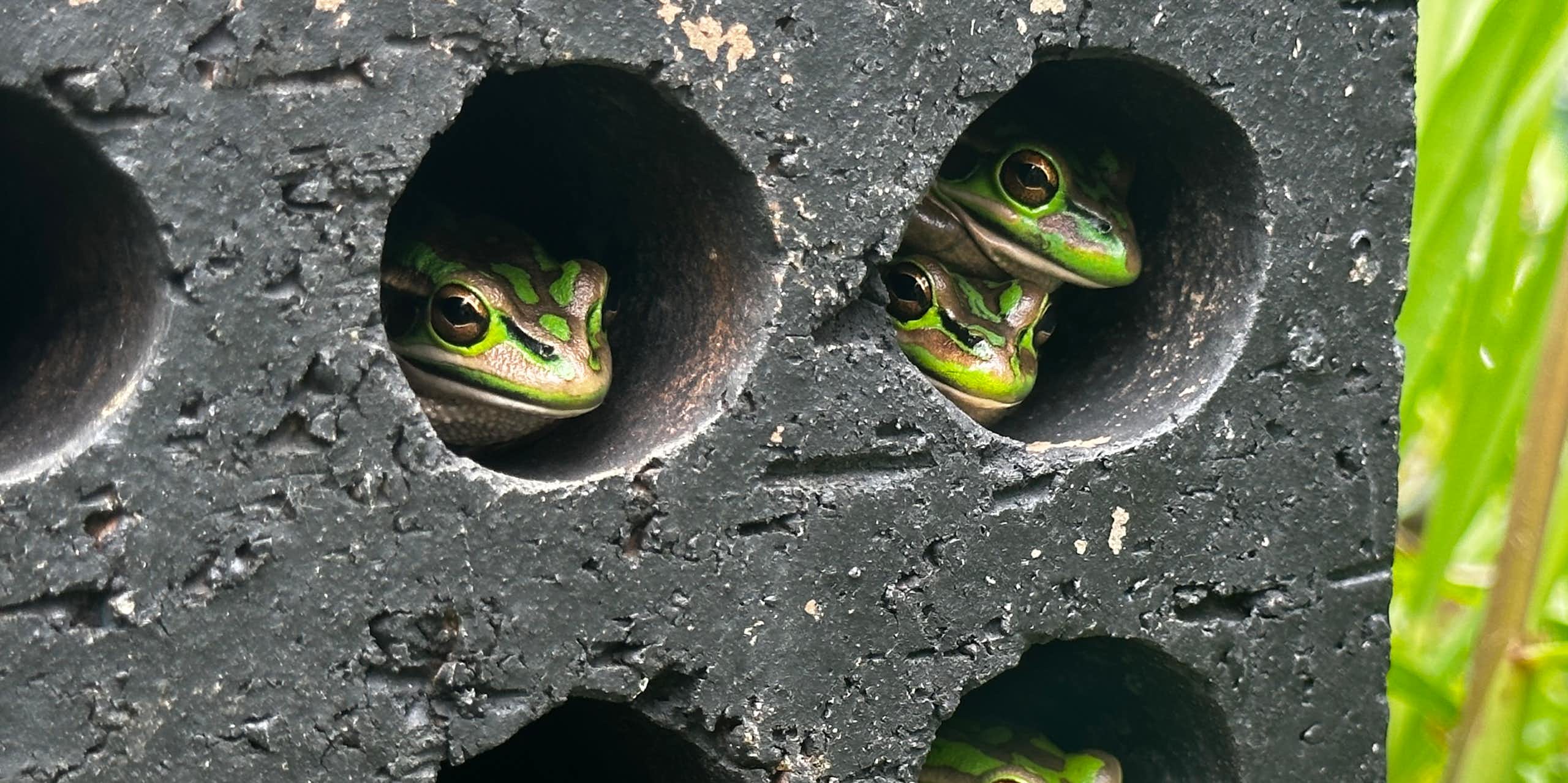 Frogs sitting in holes in a brick