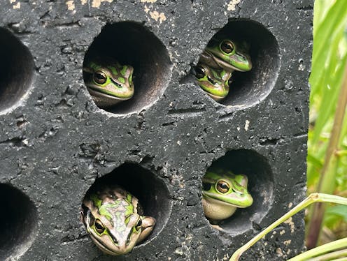 Our ‘frog saunas’ could help save endangered species from the devastating chytrid fungus