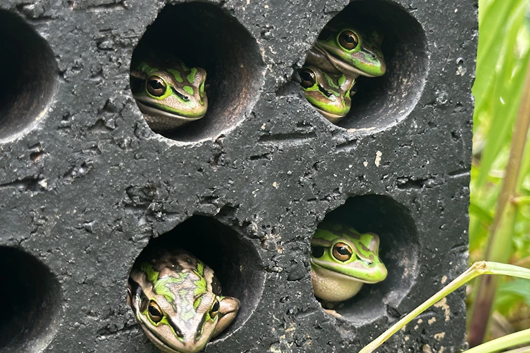 Frogs sitting in holes in a brick