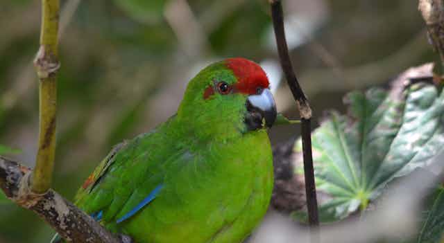 A green parrot harvesting and chewing pepper tree bark