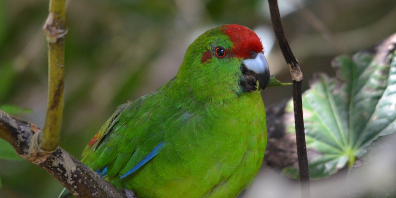 pleasure-seeking parrots are using aromatic plants, stinky ants and alcohol