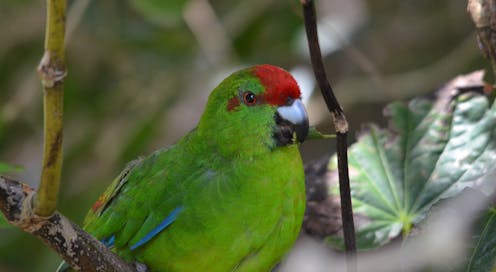 pleasure-seeking parrots are using aromatic plants, stinky ants and alcohol