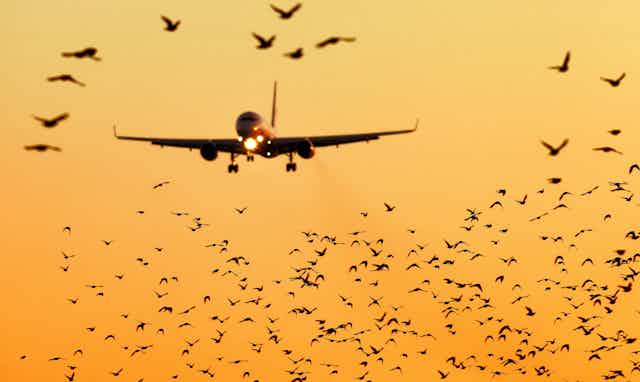 Photo of a plane coming in to land amid a flock of birds against an orange sky