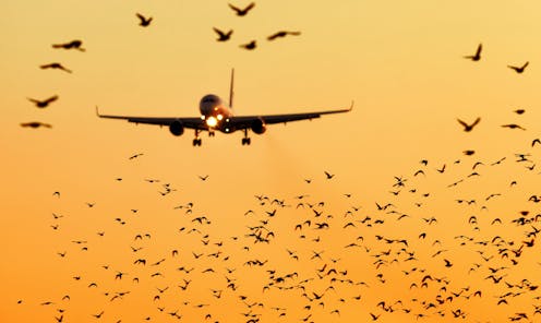 what happens when a plane collides with a bird?