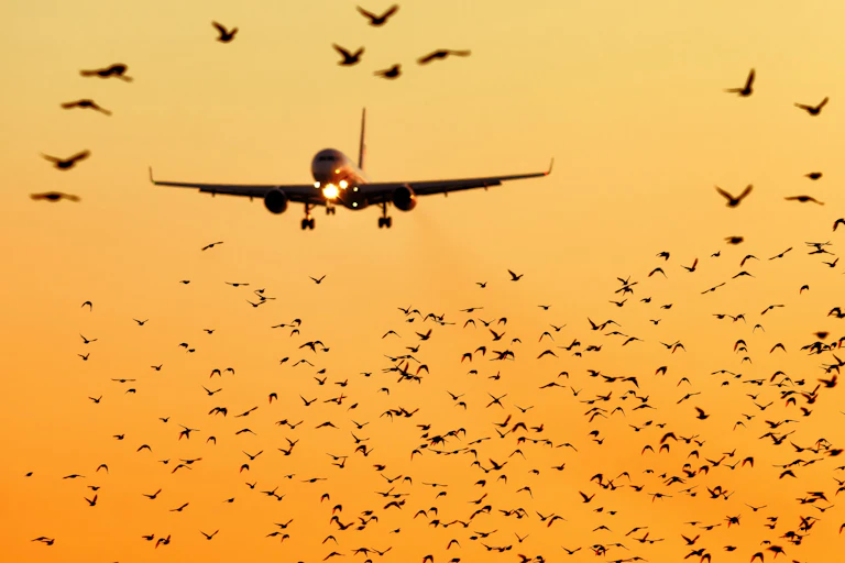 Photo of a plane coming in to land amid a flock of birds against an orange sky