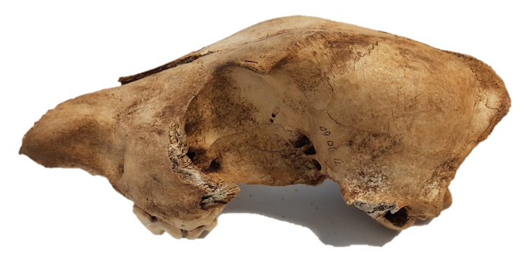 Close-up of a yellow skull bone on a white background.