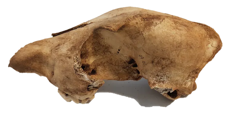 Close-up of a yellow skull bone on a white background.