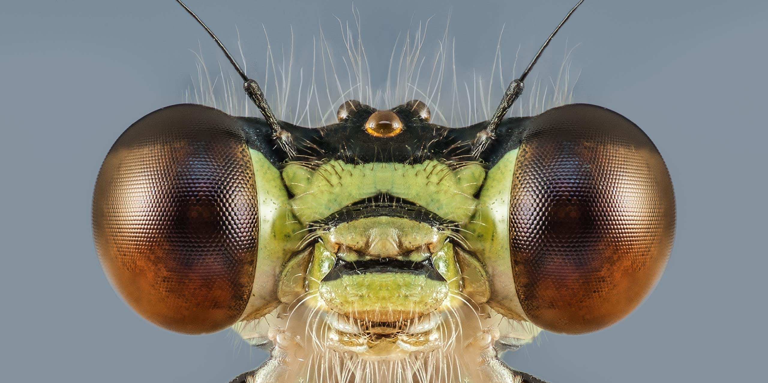 Close up of dragonfly head. 