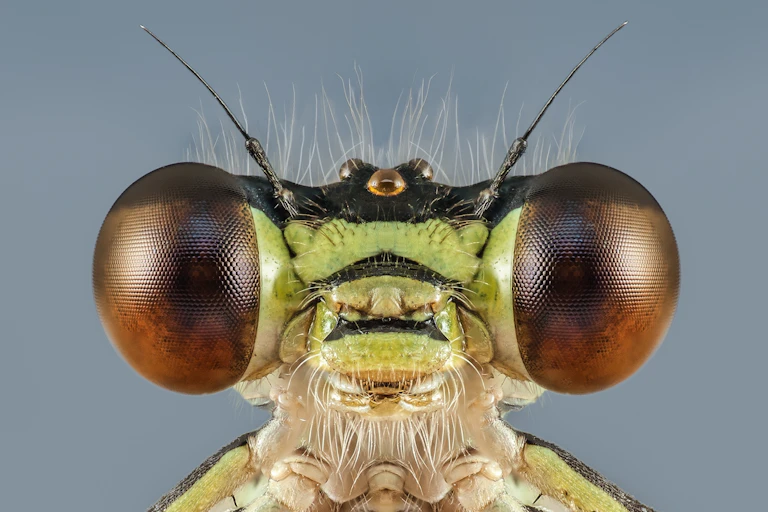 Close up of dragonfly head.
