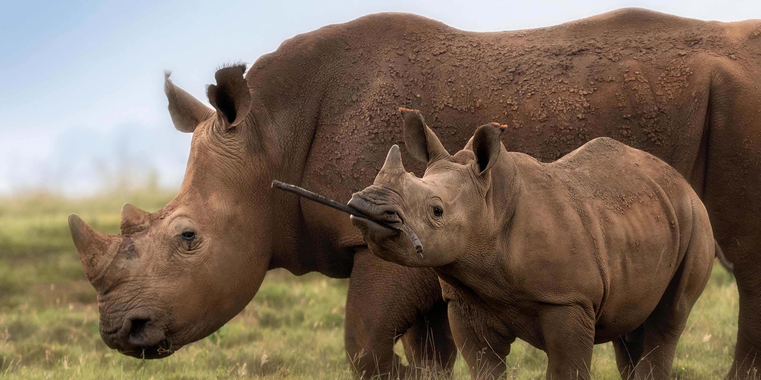 A parent and baby rhino stand in the wild with their horns on full display. The baby is carrying a stick in its mouth.