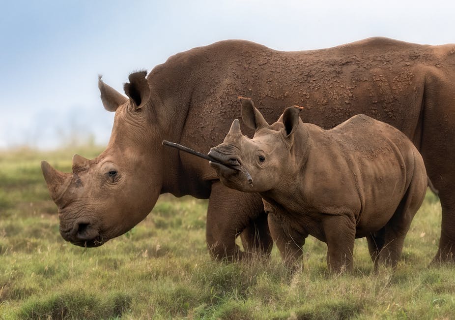 A parent and baby rhino stand in the wild with their horns on full display. The baby is carrying a stick in its mouth.
