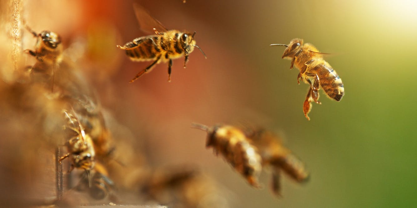 Honey bees vote to decide on nest sites – why we should listen