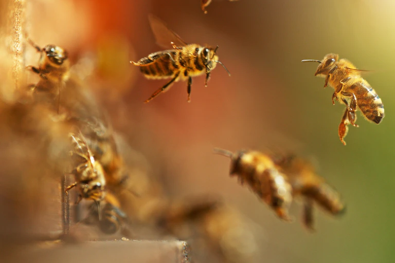 Bees flying into hive