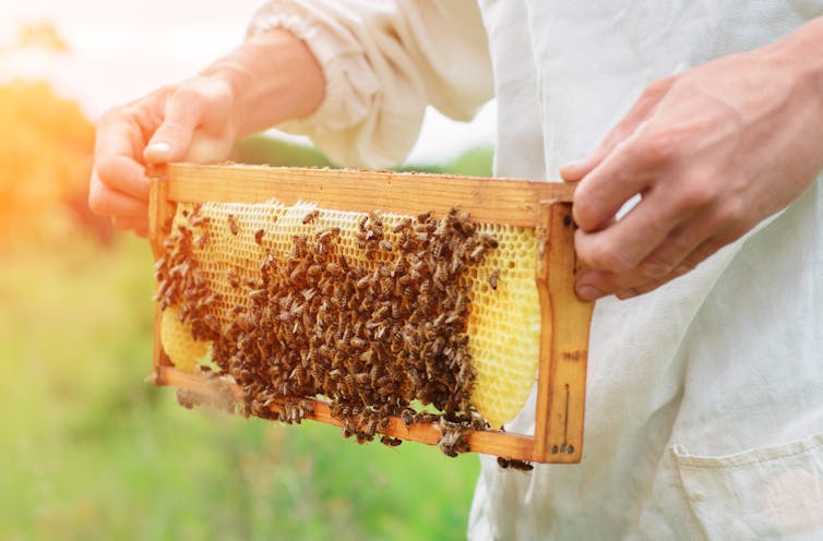 Bee keeper holds honey cell covered in bees