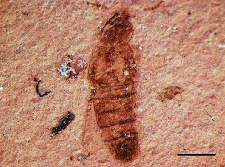 Photograph of a fossil insect