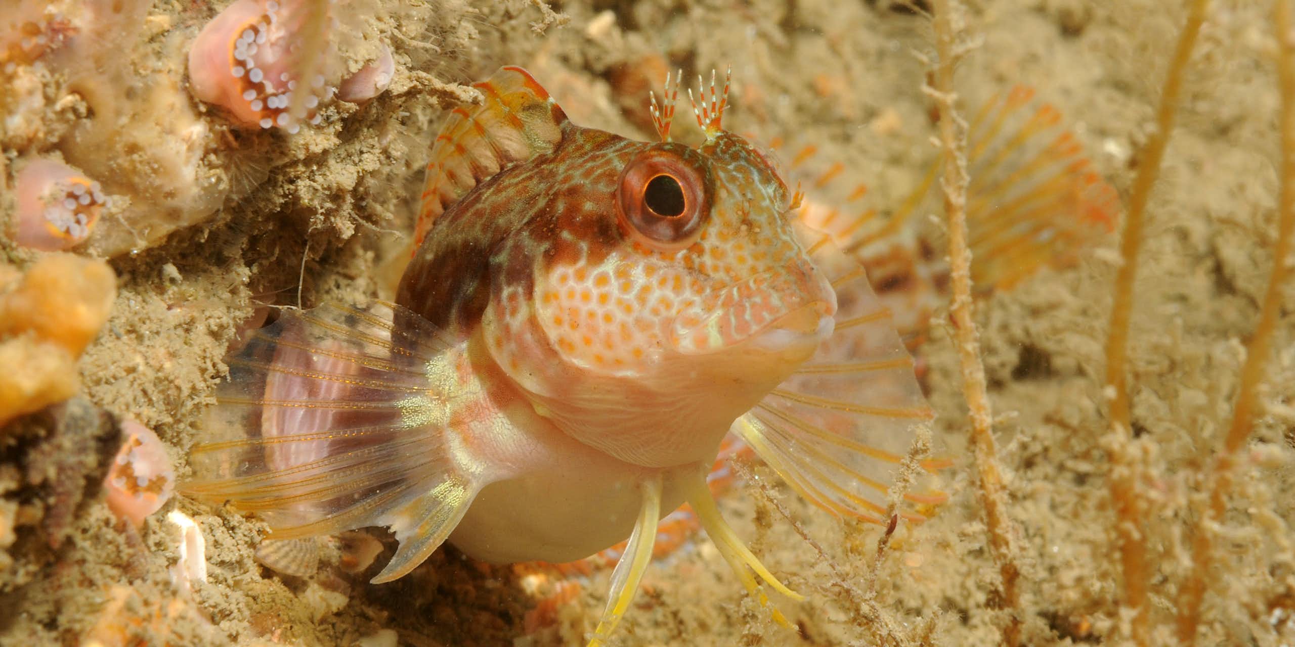 bright orange speckled fish looking out of hole in rock underwater