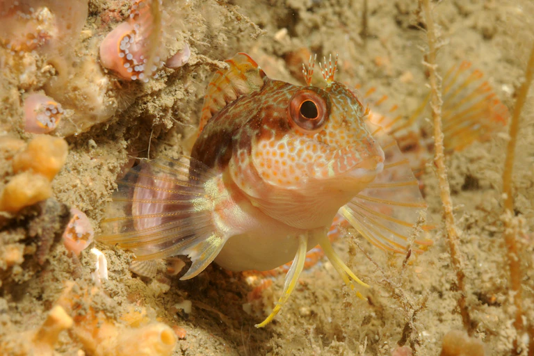 bright orange speckled fish looking out of hole in rock underwater