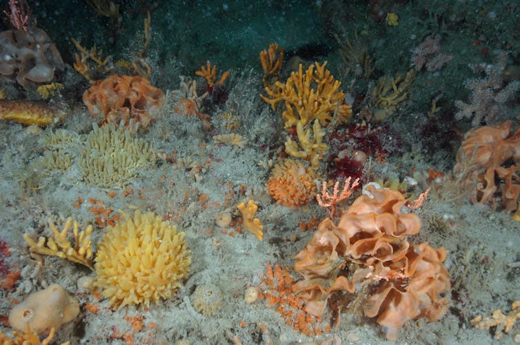 colourful orange sponges on grey seabed underwater