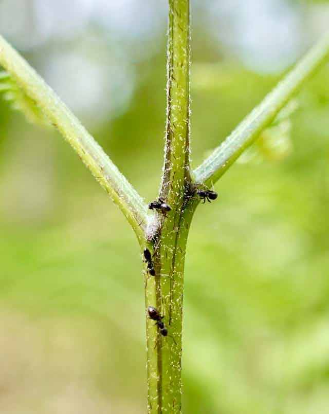 Black ants crawl up a thick plant stem