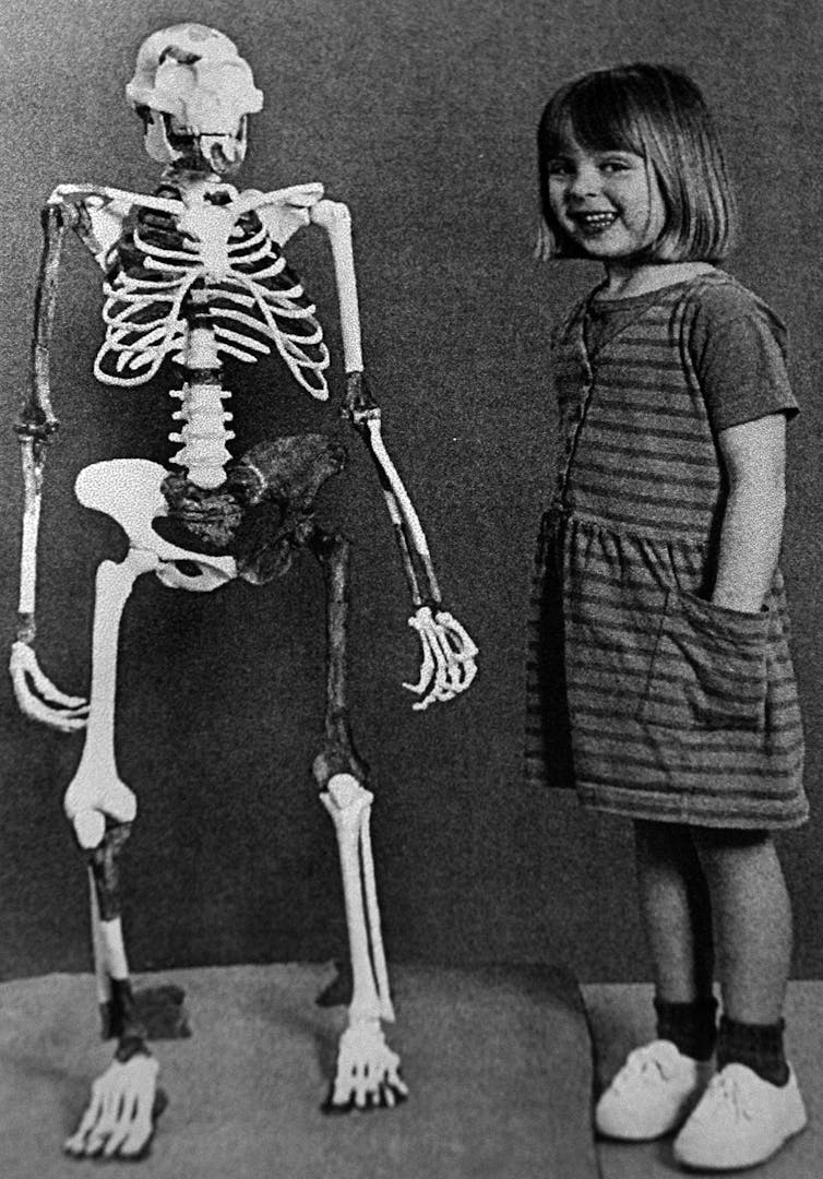 Lucy, discovered 50 years ago in Ethiopia, stood just 3.5 feet tall − but she still towers over our understanding of human origins