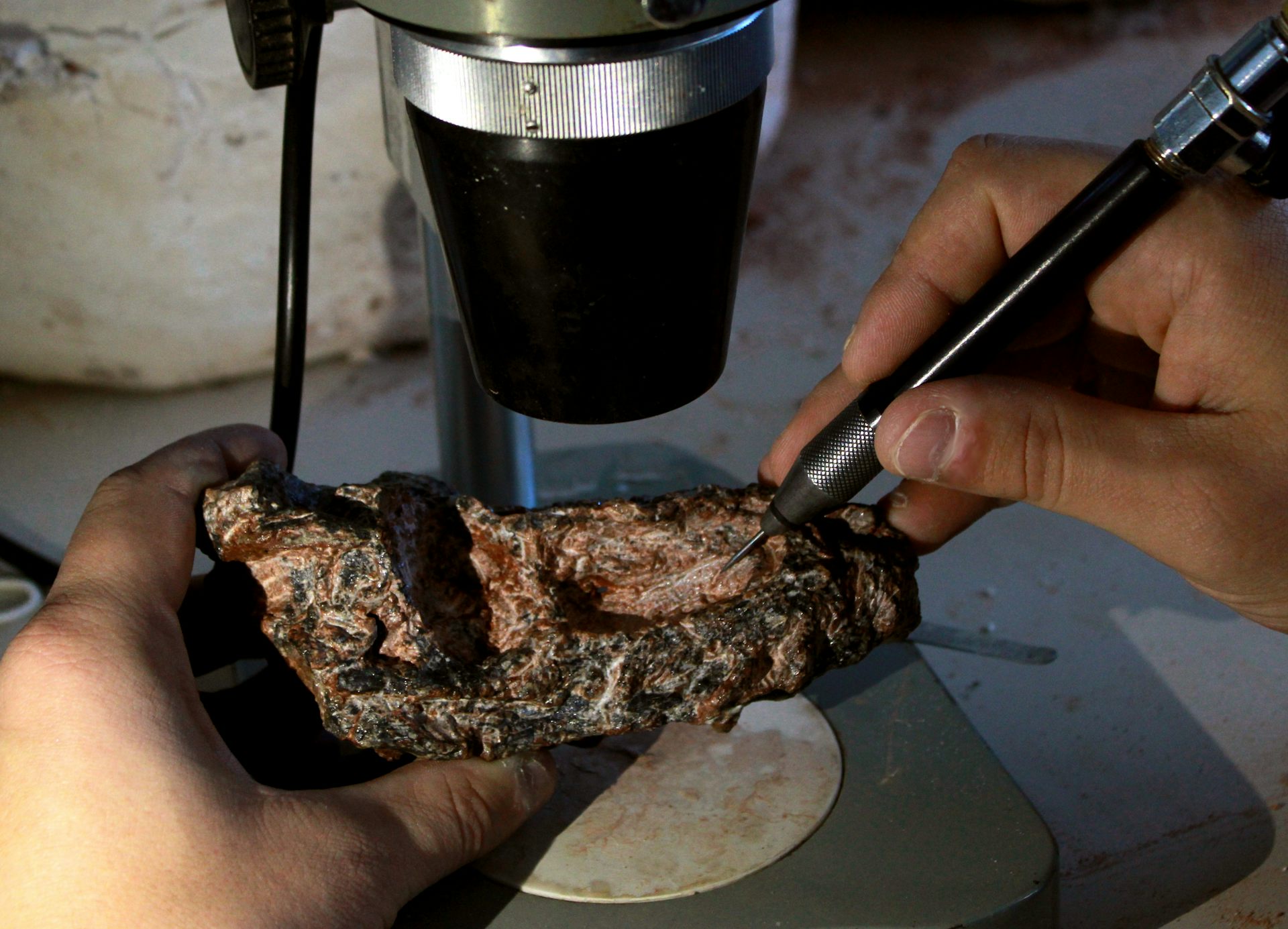 Foto mostra fóssil do crânio do _Parvosuchus aurelioi_ sendo segurado pelo pesquisador com uma mão, e com a outra ele manuseia o fóssil com um instrumento que se assemelha a uma caneta