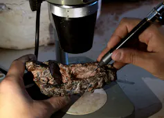 Foto mostra fóssil do crânio do _Parvosuchus aurelioi_ sendo segurado pelo pesquisador com uma mão, e com a outra ele manuseia o fóssil com um instrumento que se assemelha a uma caneta
