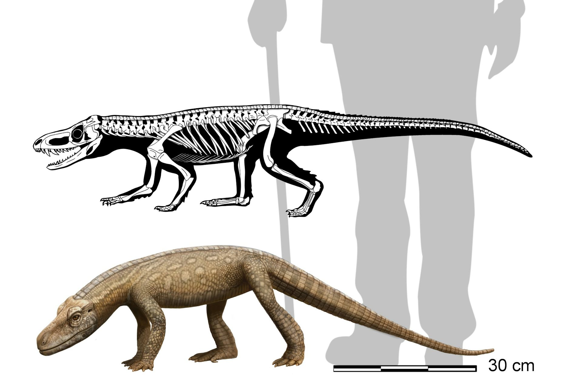 Ilustração mostra o esqueleto do _Parvosuchus aurelioi_ e um desenho de como ele seria em vida. Ao fundo s sombra de uma pessoa dá a ideia do tamanho do animal