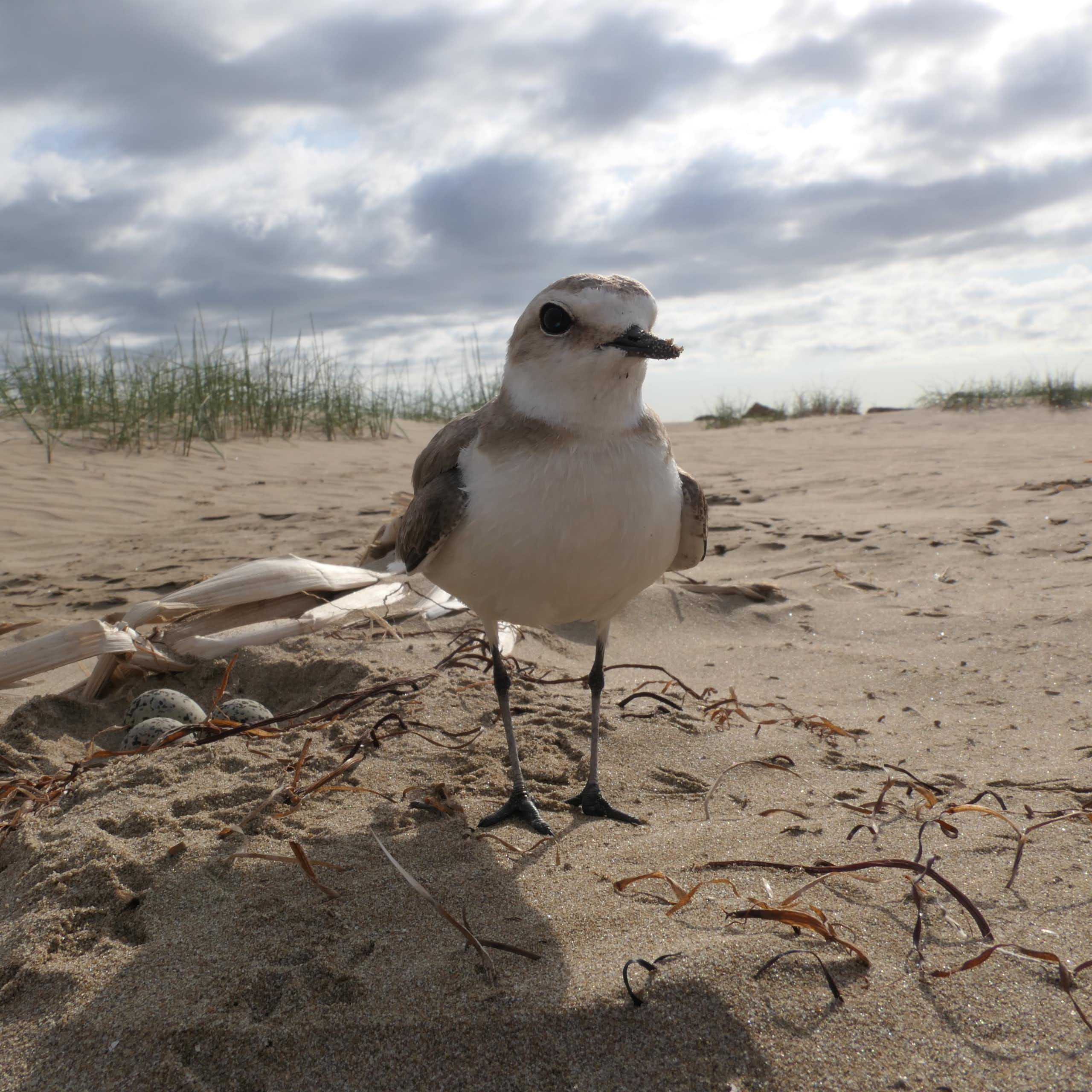Las restauraciones de playas mal diseñadas amenazan la conservación de las aves
