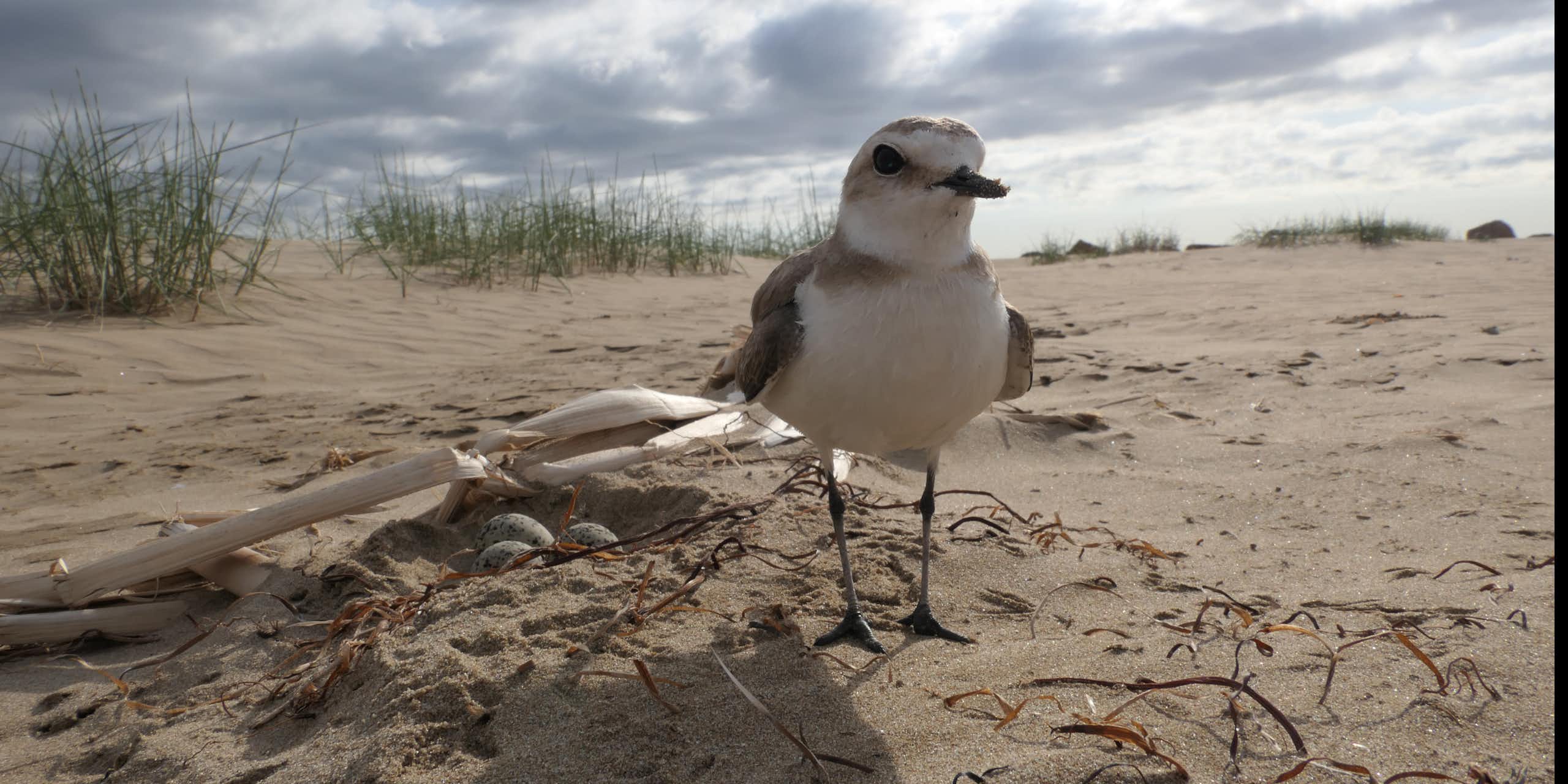 Las restauraciones de playas mal diseñadas amenazan la conservación de las aves
