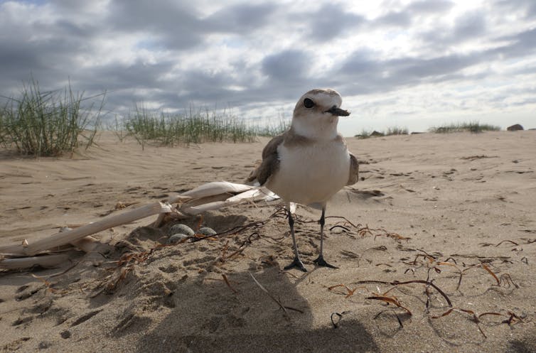 Las restauraciones de playas mal diseñadas amenazan la conservación de las aves