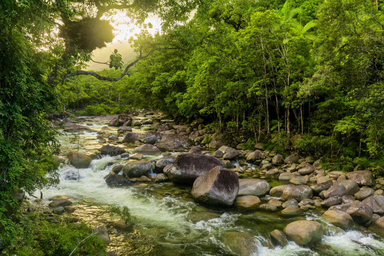 mossman gorge, river, rocks and forest
