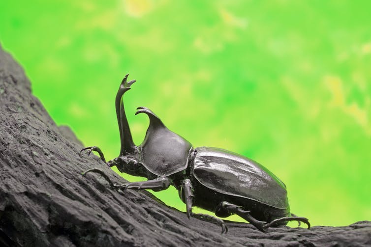Black beetle with fork shaped horn