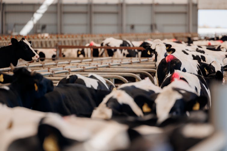 Holstein cows in a crowded shed.