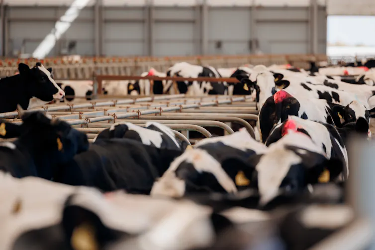 Holstein cows in a crowded shed.