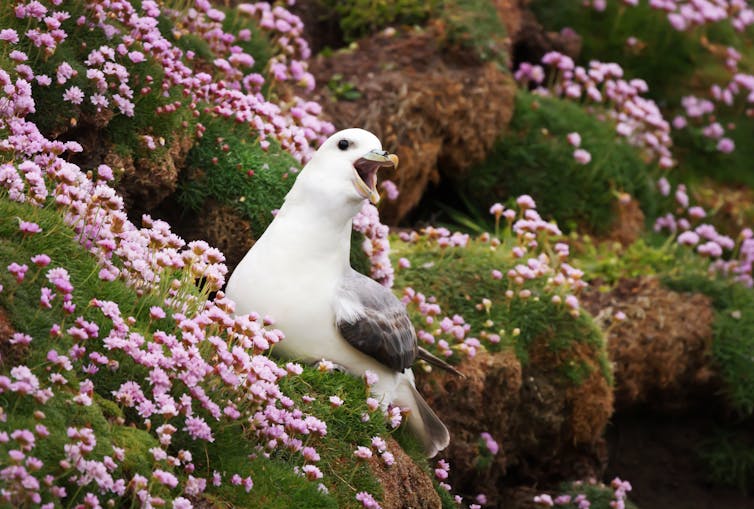 White and grey gull with beak open