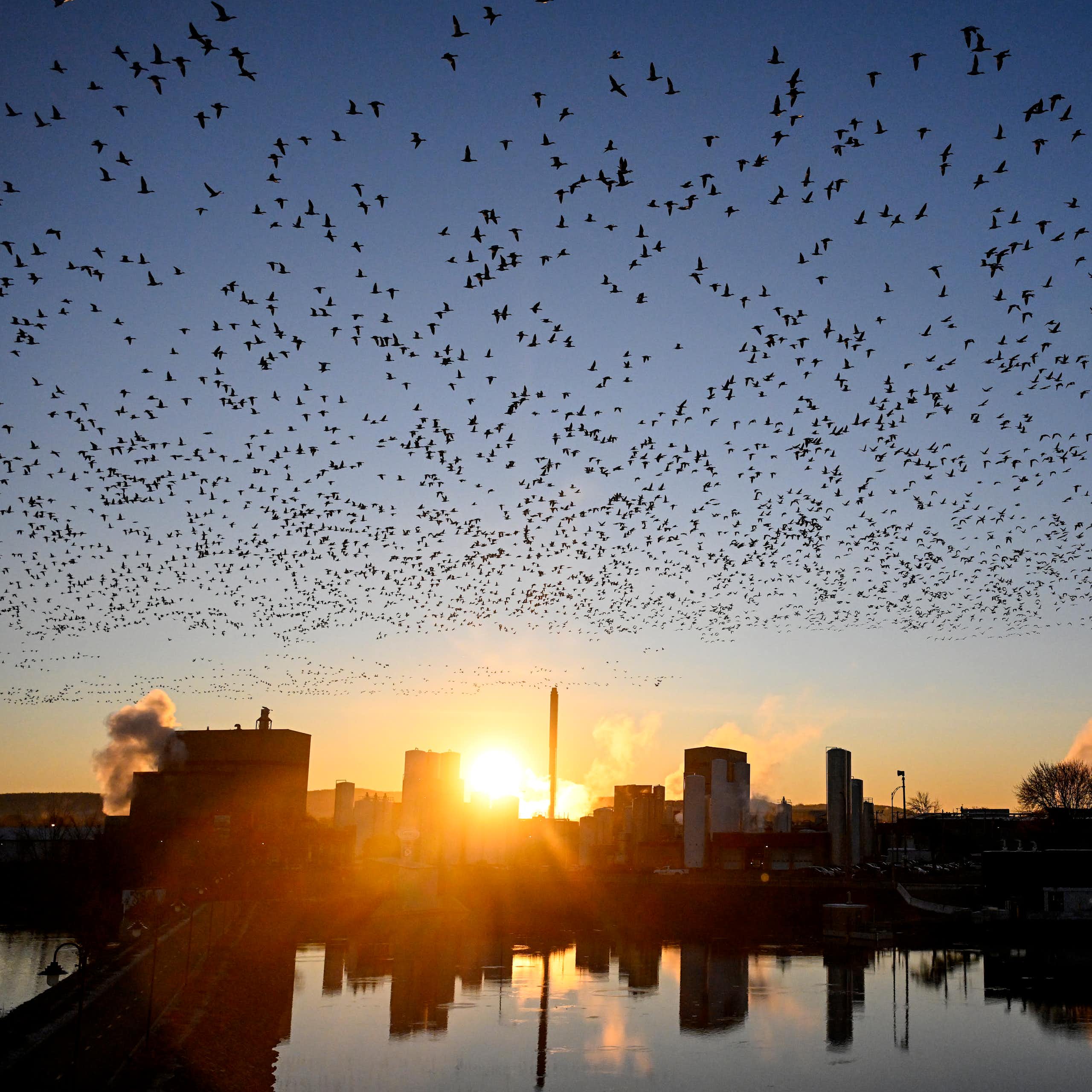 A flock of birds fly through the air against a rising sun.