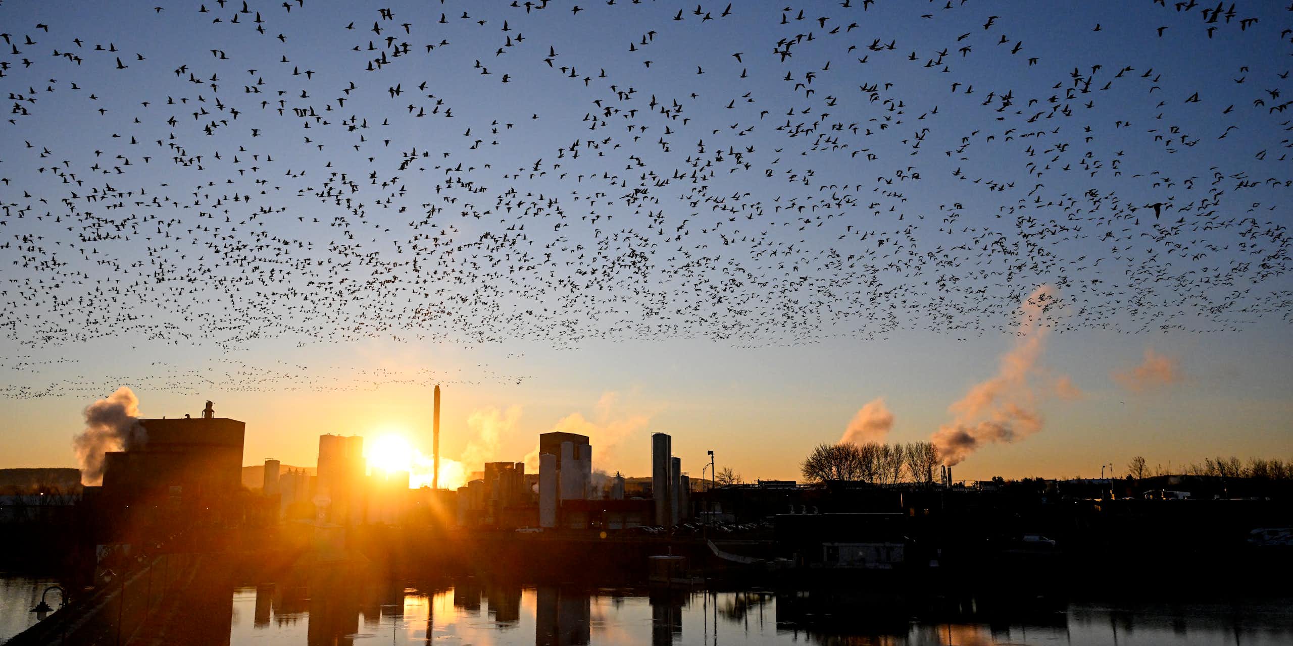 A flock of birds fly through the air against a rising sun.