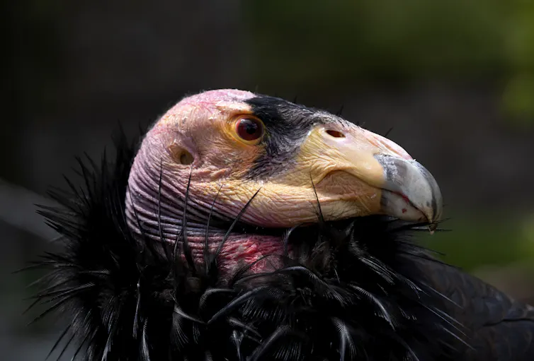An image of a Condor.