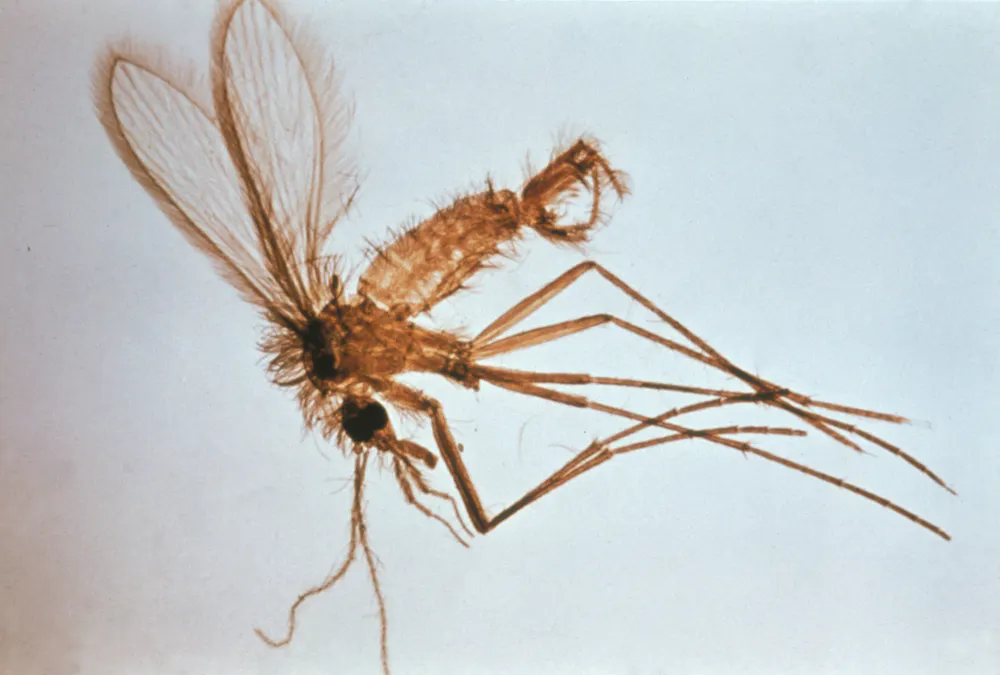 Leishmaniasis This Neglected Tropical Disease Is Spreading Fast And leishmaniasis-this-neglected-tropical-disease-is-spreading-fast-and
