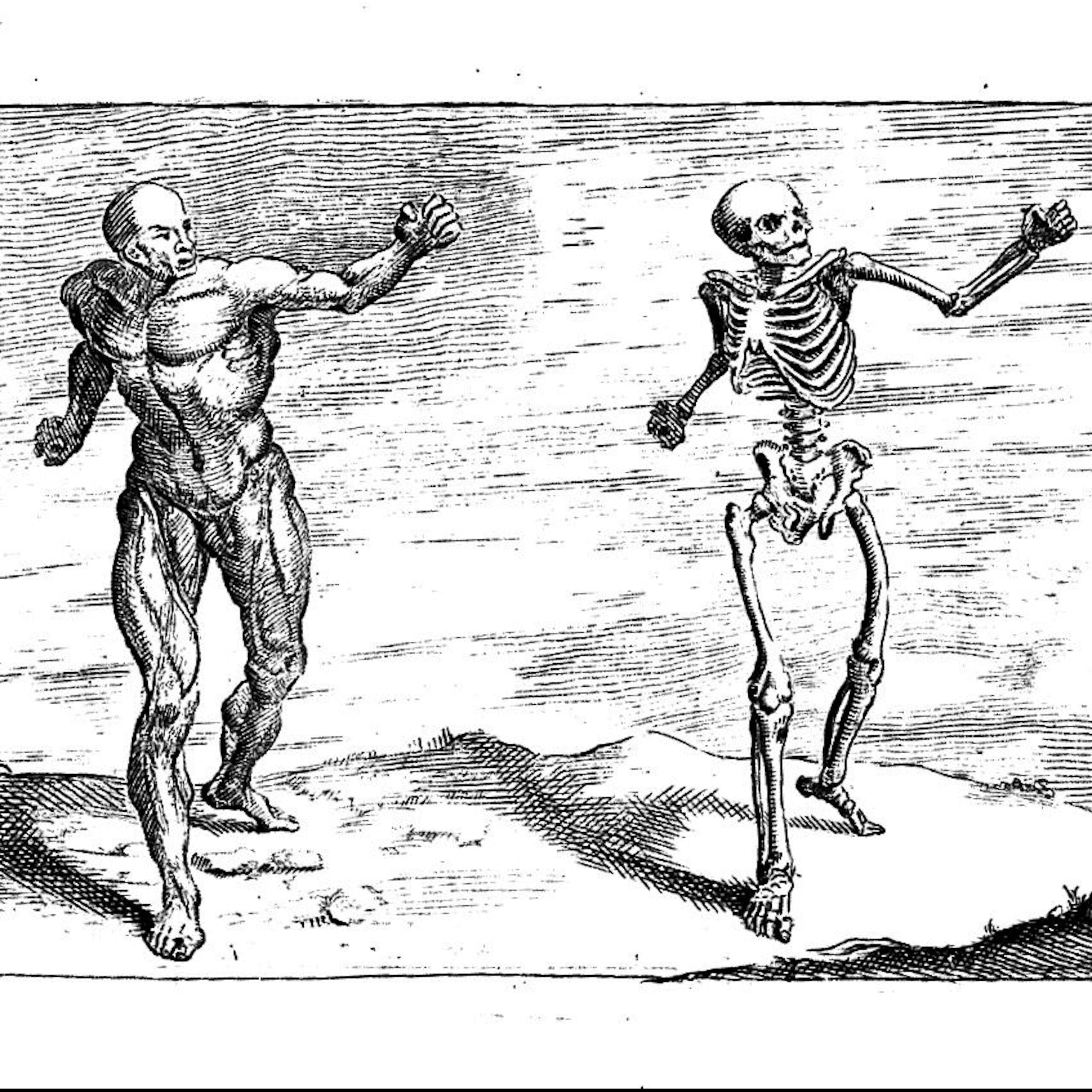 an illustration of a the musculature of a man in mid-pose, flanked by two skeletons
