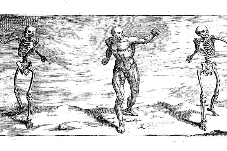 an illustration of a the musculature of a man in mid-pose, flanked by two skeletons