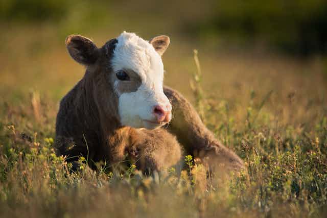 A bovine calf sat in heather.