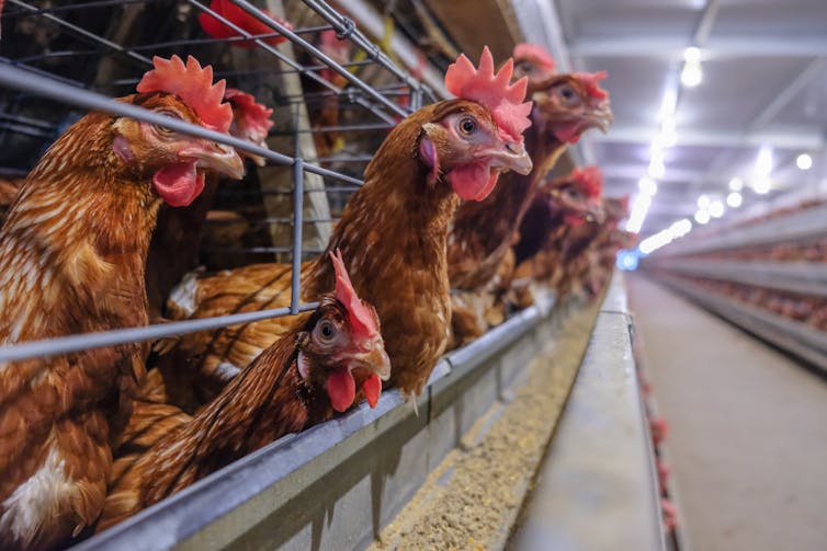 Chickens in battery cages.