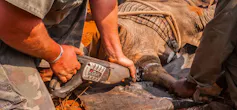 An anaesthetised rhino lying down and having its horn sawn off by a vet