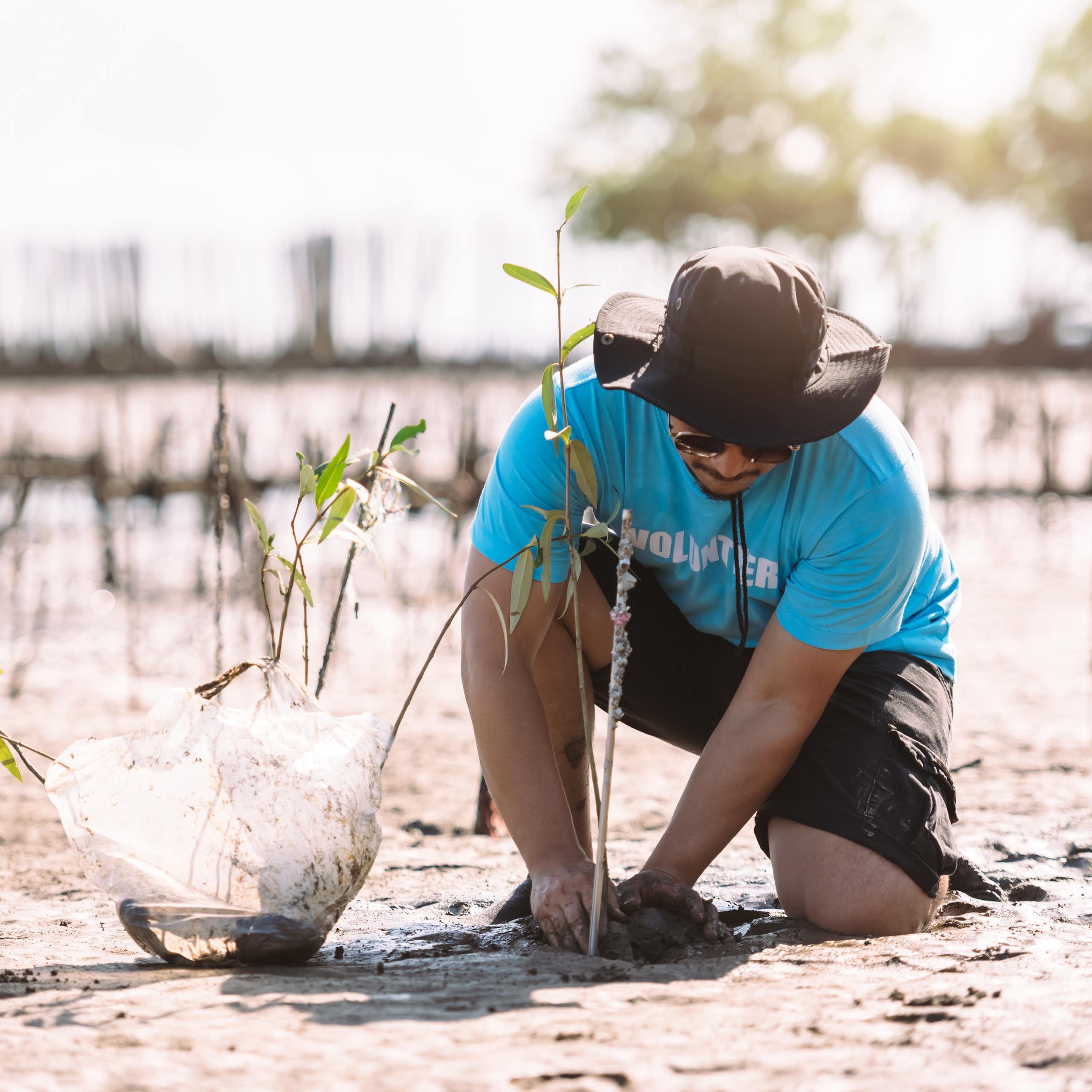 Asian man planting mangrove seedlings on foreshore