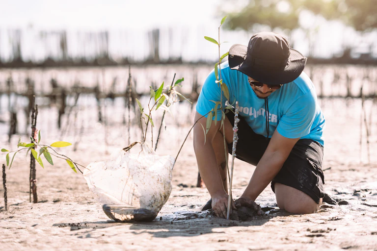 Asian man planting mangrove seedlings on foreshore