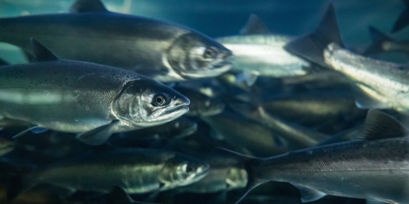 Indigenous data sovereignty can help save British Columbia’s wild salmon