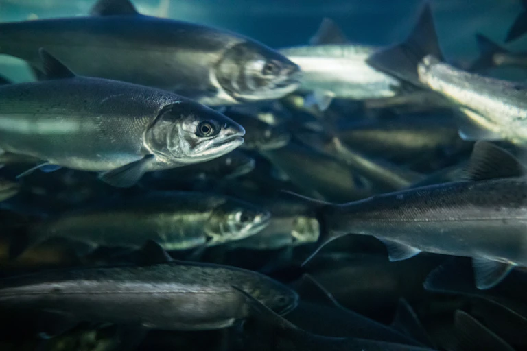 A large school of fish swim to the right.